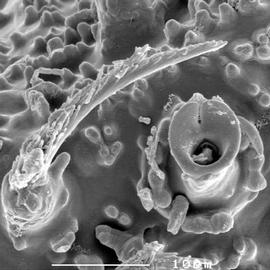 Close-up of gland opening (DEW)