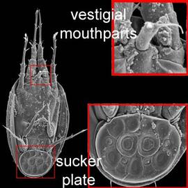 Histiostomatid hypopus (DEW)