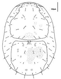  Halolaelaps  dosal shields (CH, DEW)