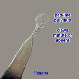  Hattena pulvillus  pretarsi without distinct claws, only pad-like pulvillus