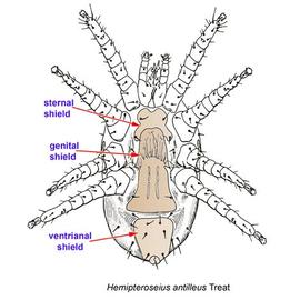  Hempiteroseius antilleus 