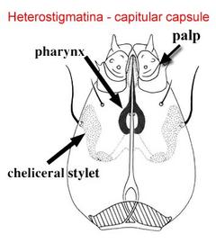 Tarsonemid capitular capsule (DEW)