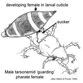 Male broad mite with genital sucker and female larva (DEW)