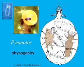 Physogastry in  Pyemotes  (DEW)