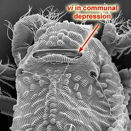   Hybalicus  prodorsum
