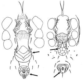   Cosmolaelaps  (left) vs  Geolaelaps  (right) female venters
