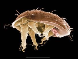 Flattened body; heteromorphic deutonymph (DEW)