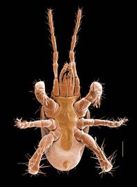   Geolaelaps aculeifer  female venter
