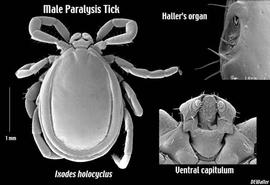  Ixodes holocyclus  male with close-up of Haller's organ and ventral capitulum (DEW)