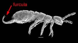 Entomobryomorpha, Isotomidae (DEW)