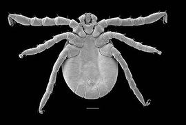 Ixodid tick larva (DEW)