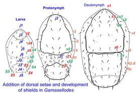 Addition of dorsal setae and development of shields in  Gamasellodes ; larval, protonymphal, and deutonymphal dorsums