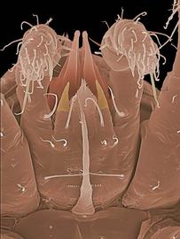Subcapitulum of  Iphidozercon  sp.