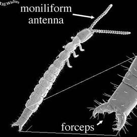 Paragapygidae,  Parajapyx  (DEW)
