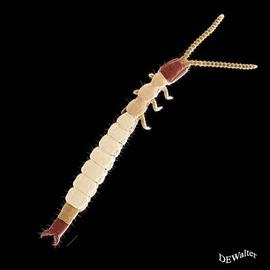   Parajapyx  sp. (DEW)
