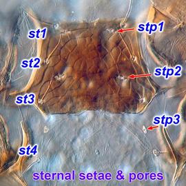  Julolaelaps  sternal shield of millipede mite