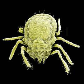 Heavily sclerotized;  Labidostomma  sp. (DEW)