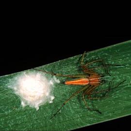 Lynx spider with egg case (HCP)