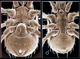  Lasioseius  female and male venters