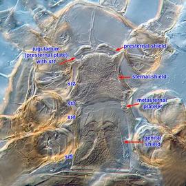  Lasioseius jugularia  presternal plates