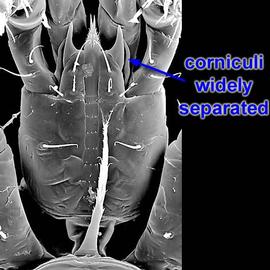  Lasioseius  corniculi