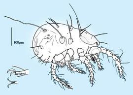 Sack-like oribatid mites;  Loftacarus  habitus (CH, DEW)