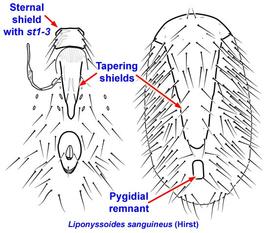  Liponyssoides sanguineus , house mouse mite