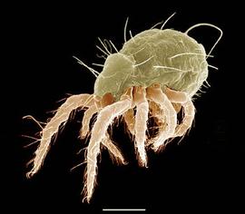 Naso;  Loftacarus  (DEW)