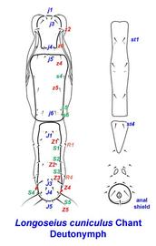   Longoseius cuniculus  dorsum and venter of deutonymph
