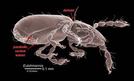  Eulohmannia  sp. (DEW)