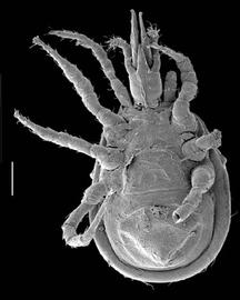   Holostaspella  (DEW)
