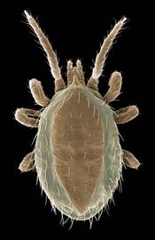  Ornithonyssus bursa  (DEW)