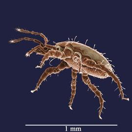   Macrocheles novzezelandiae  (DEW)
