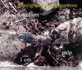   Mastigoproctus giganteus 
