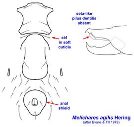  Melichares agilis 