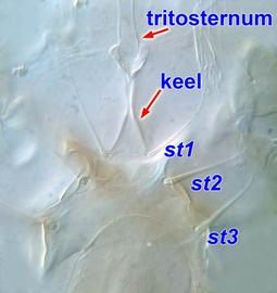 Keel and sternal shield,  Melittiphis 