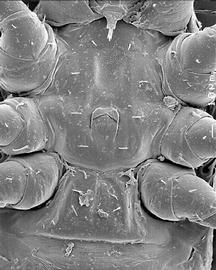   Microgynium  male sternogenital region (Oregon) (DEW)
