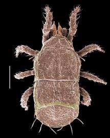 Subrectangular mites;  Microgynium incisum  (Oregon) (DEW)
