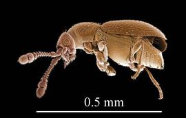 Scydmaenid beetle ( Microscydmus ) (DEW)