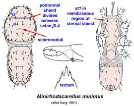  Minirhodacarellus minimus 