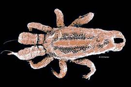 Polyaspidine mite (DEW)