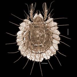 Oribatid nymph carrying scalps (DEW)