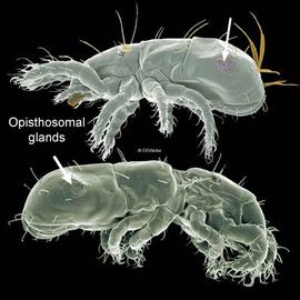 Two oribatid mites with glands (DEW)