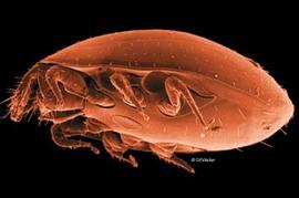 Tortoise mite, male uropodine (DEW)