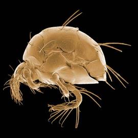 Pygmephorid mite (DEW)