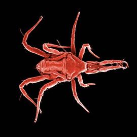 Snout mite (Cunaxidae) (DEW)