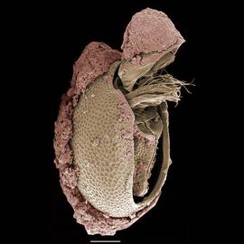 Soil-encrusted box mite (Phthiracaroidea) (DEW)