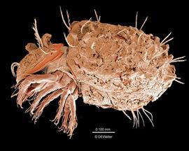 Pthiracaroid with adherent soil (DEW)