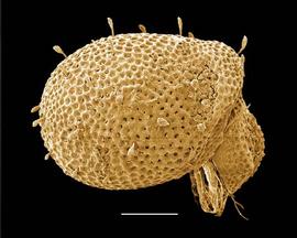 Box mite (Phthiracaroidea) (DEW)