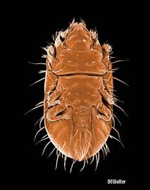 Venter of lohmanniid (DEW)